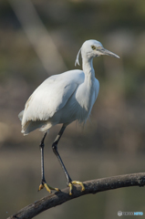 いつもの公園「コサギ飛来」(3) いつもの公園「コサギ飛来」(3)
