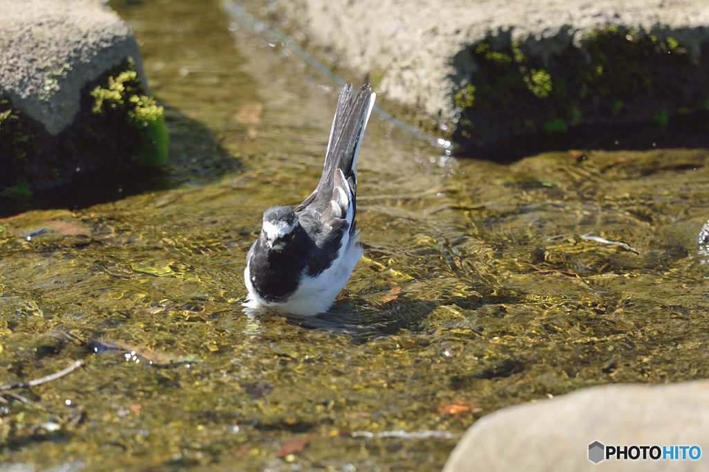 隣町の公園「水浴び」（２）