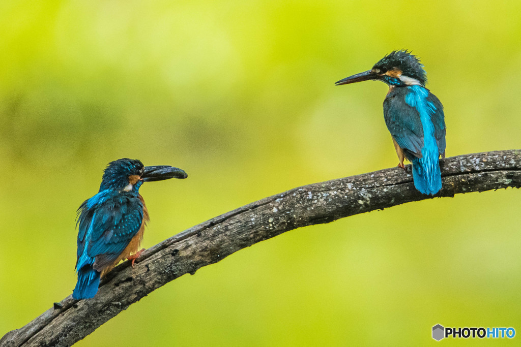 いつもの公園「序章」（カワセミ）（８）