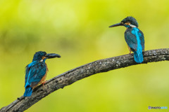 いつもの公園「序章」（カワセミ）（８）