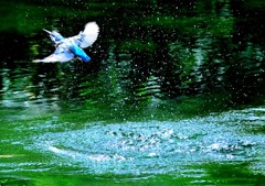 カワセミの池（4）９－８「水浴び２」