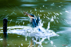 いつもの公園「バァーン！」