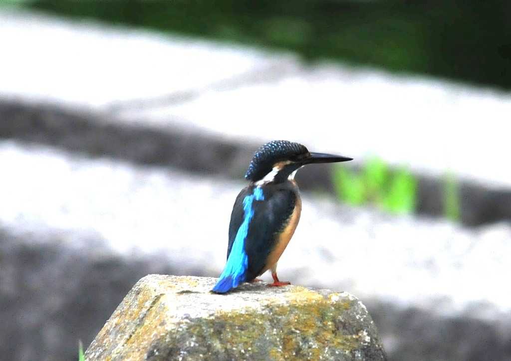 カワちゃん三様　３－１「１。」
