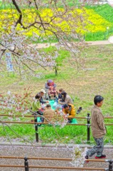 惜春華（６）「家族桜」