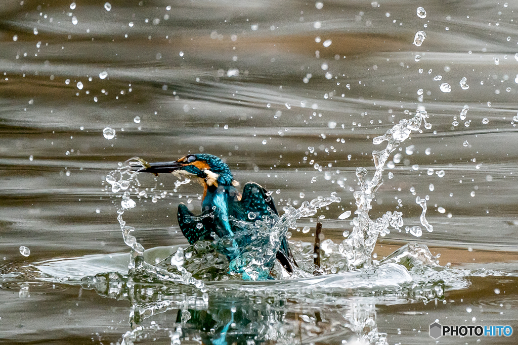 いつもの公園「冬池」（２）