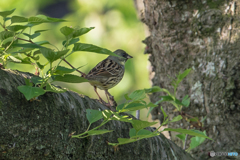 いつもの公園「今朝、アオジ二葉」（１）