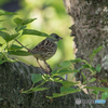 いつもの公園「今朝、アオジ二葉」（１）