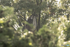 カラス林のオオタカの木（４）