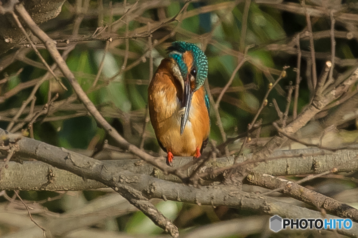 いつもの公園「今朝のカワセミ」（１）