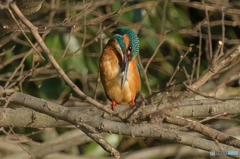 いつもの公園「今朝のカワセミ」（１）