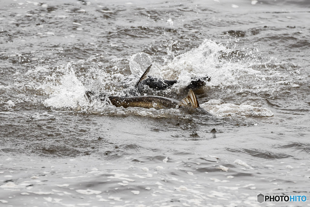 浮き華の川（ハクレン）（２）