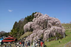 良日、滝桜