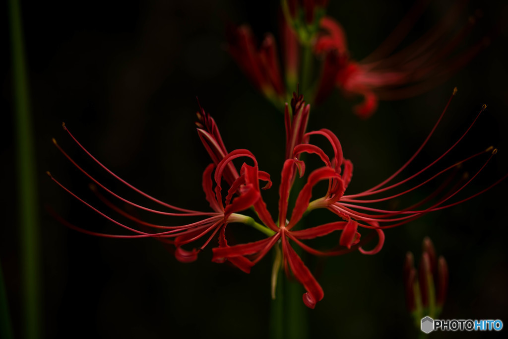 曼珠沙華秋景「赤黒」