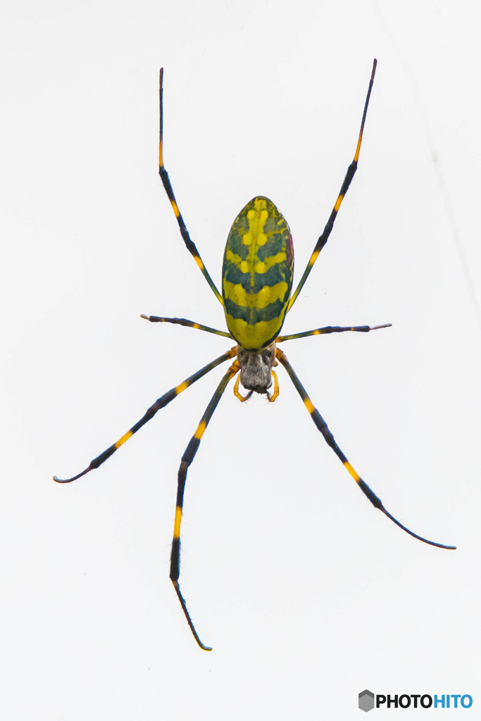 いつもの公園「蜘蛛」（ジョロウグモ）（４）