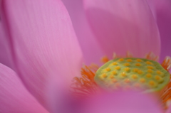 蓮華芯　５－５　「爽華」