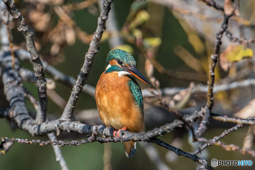初冬修景池、翡翠（３）