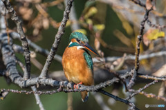 初冬修景池、翡翠（３）