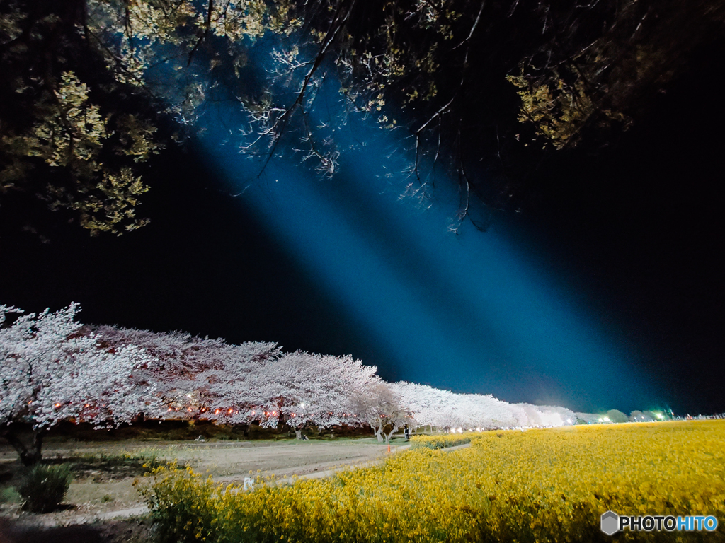 いつもの公園「桜菜の花二線光芒」
