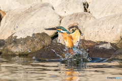 いつもの公園「右良し」（１）