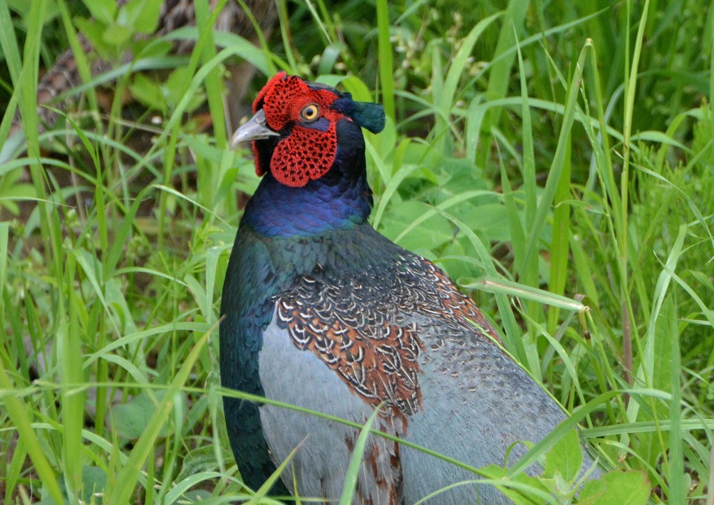 最近お会いした鳥さん「キジ」