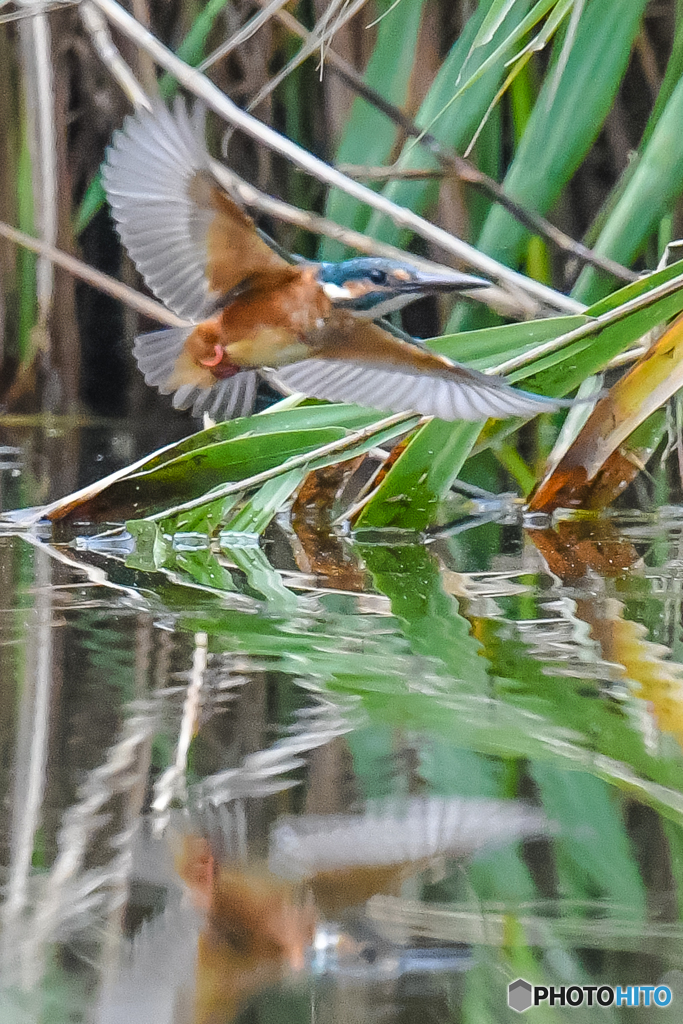 いつもの公園「水面に舞う」