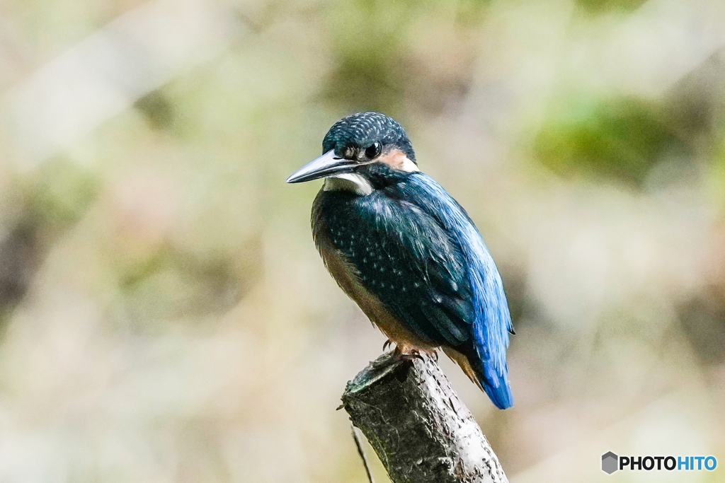 いつもの公園「いるよ」