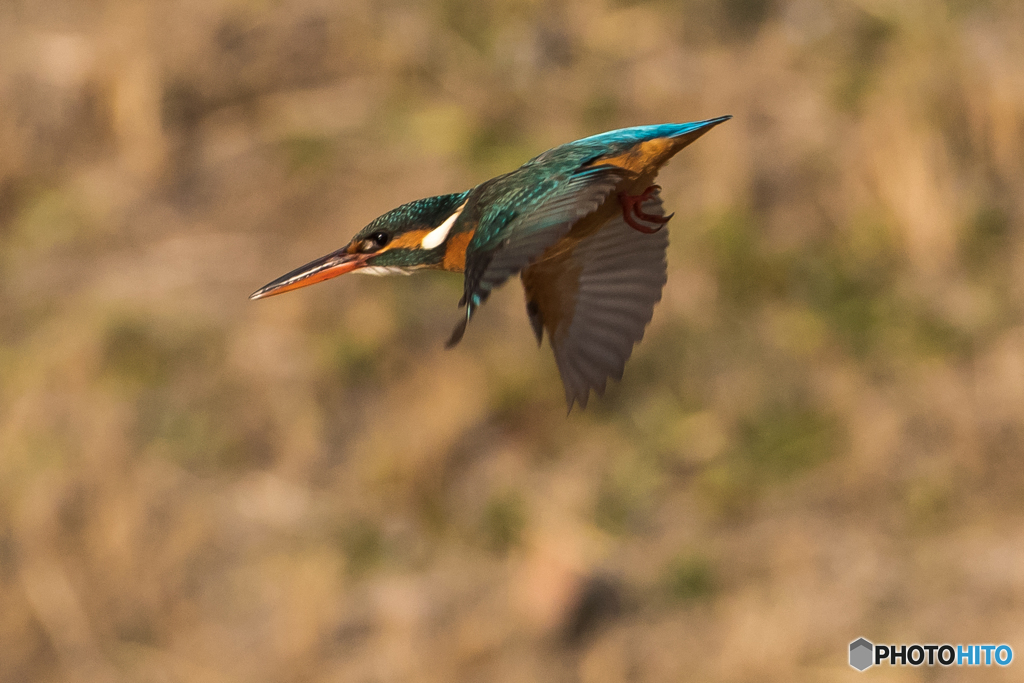 いつもの公園「見返り」（カワセミ）