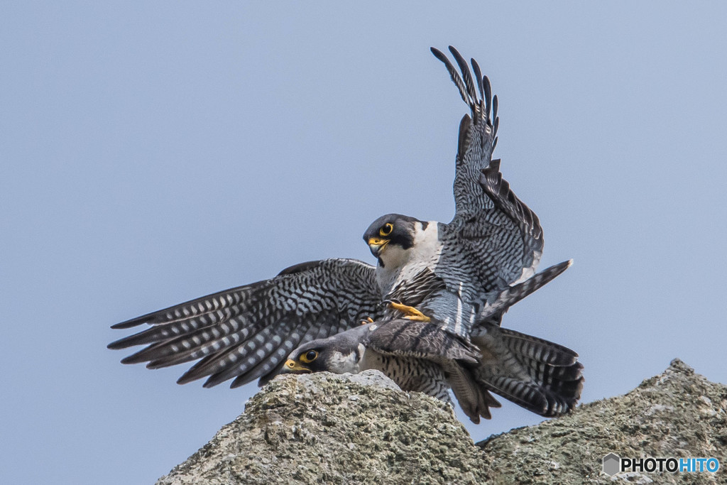 命紡ぐとき（３）（ハヤブサ）