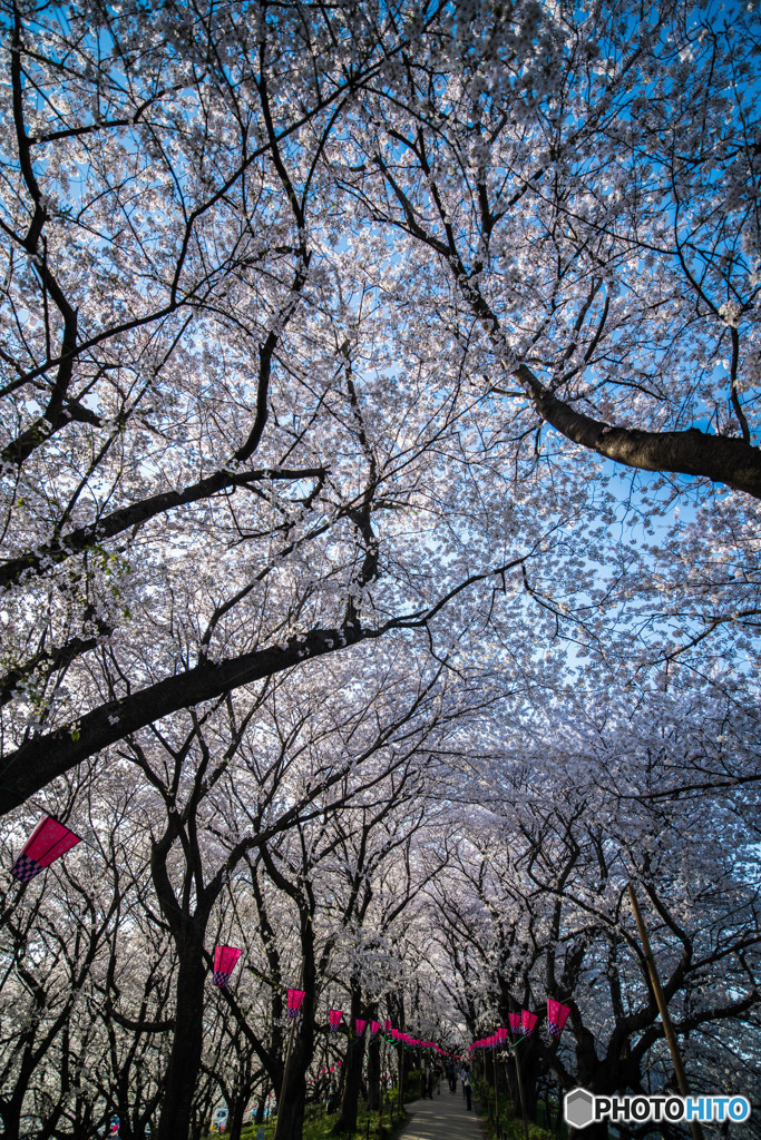 sakura満開（２）