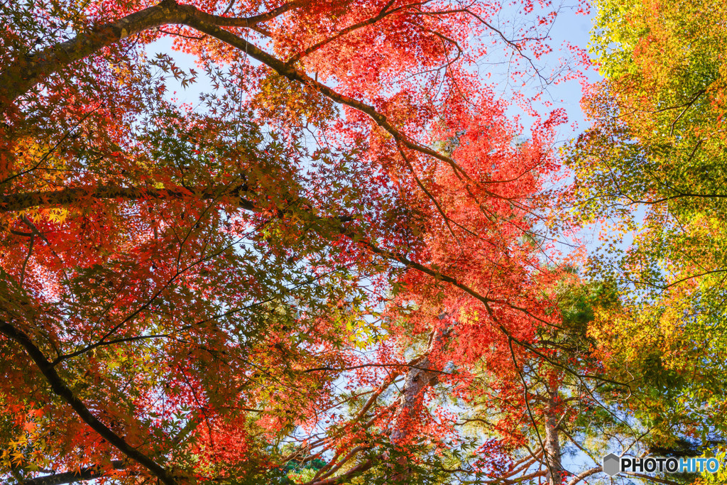 盛紅葉　中尊寺