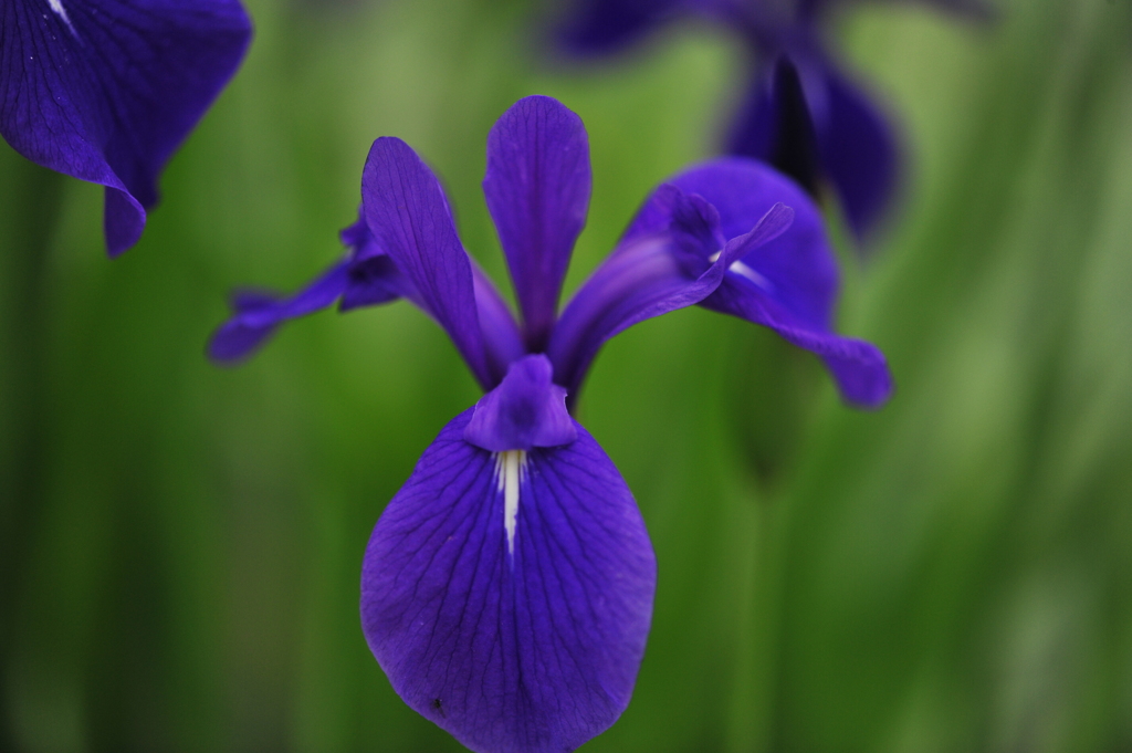 五月花　杜若（カキツバタ）「薫風」