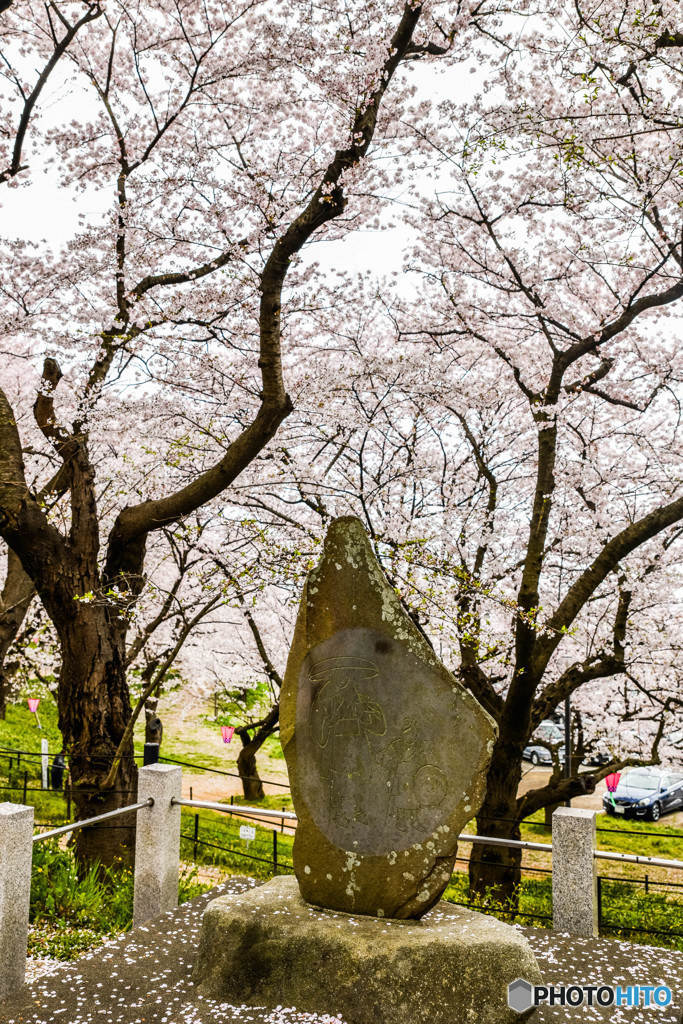桜の樹の下で（埼玉県幸手市権現堂公園）（２８）「巡礼さん」