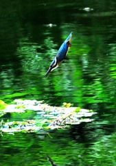 カワセミの池　８－７「直前」