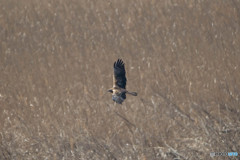 春風に乗って（チュウヒ）（３）