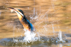 いつもの公園「ダッシュ」
