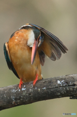 いつもの公園「カワセミ日記（１２）」