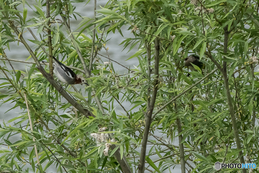 いつもの公園「新緑、散歩」（コムクドリ）（３）