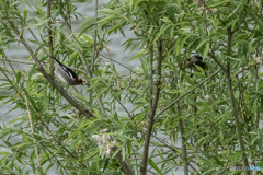 いつもの公園「新緑、散歩」（コムクドリ）（３）