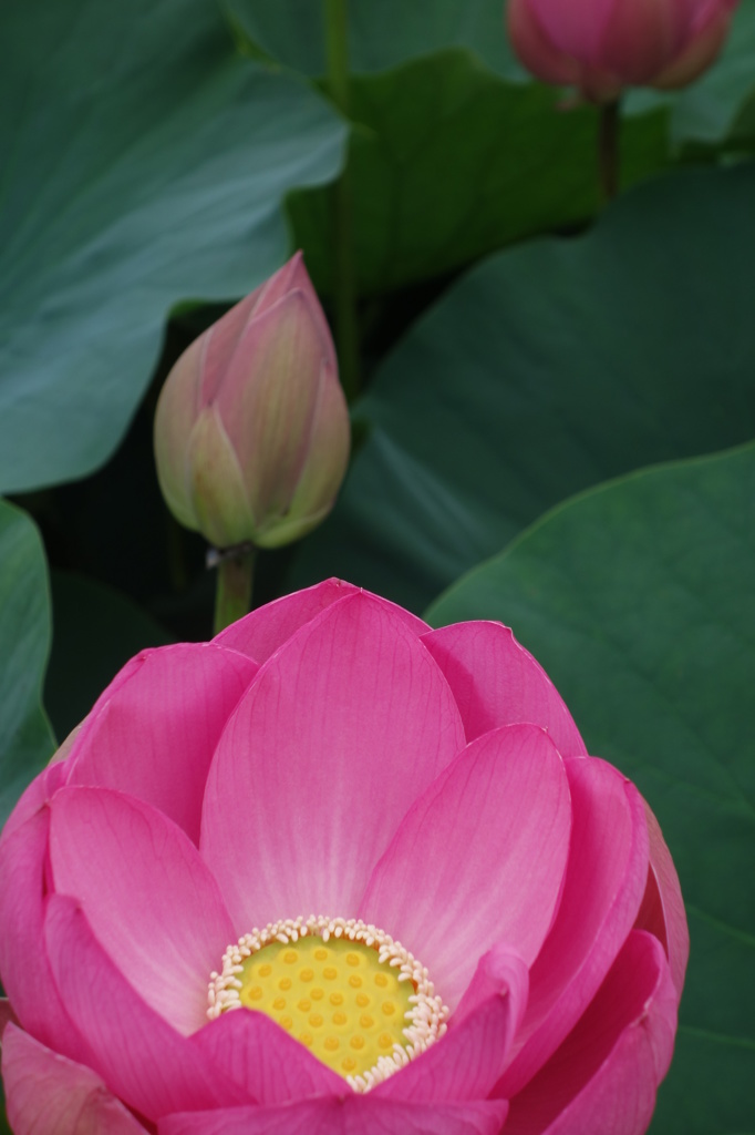 大華６－４「幼華」