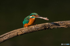 いつもの公園「魚漁る鳥」（８）