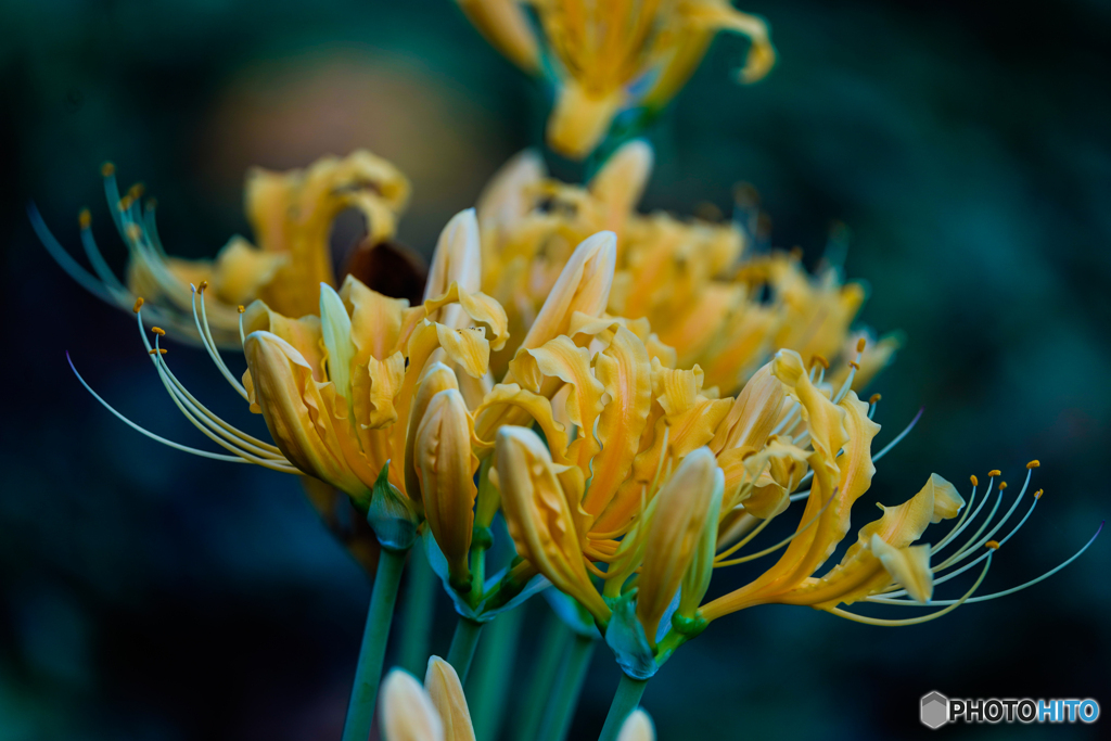 いつもの公園「巡礼華」