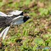 いつもの公園「逃げても追う」