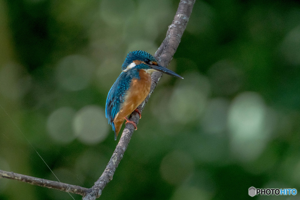 隣町の公園「秋景カワセミ池」（１）