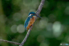 隣町の公園「秋景カワセミ池」（１）