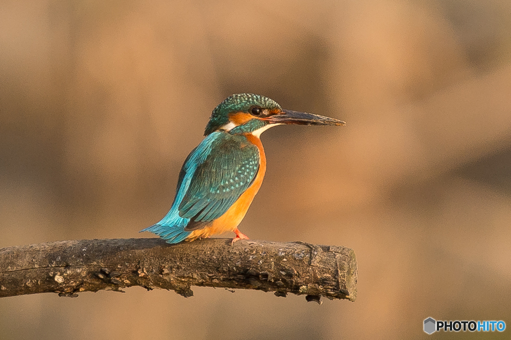 いつもの公園「朝日浴びて」（２）
