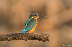 いつもの公園「朝日浴びて」（２）