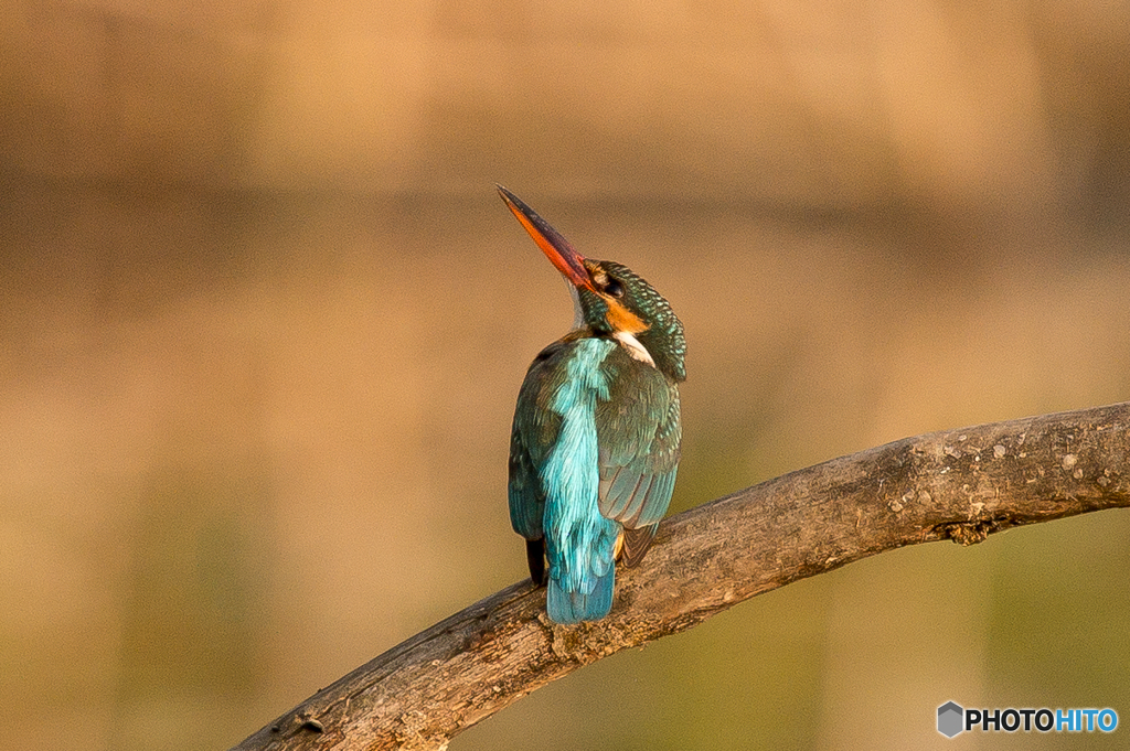 いつもの公園「朝日浴びて」（６）