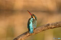いつもの公園「朝日浴びて」（６）