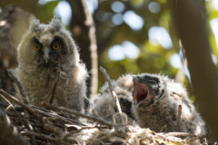 トラフズクにぎやか（１）