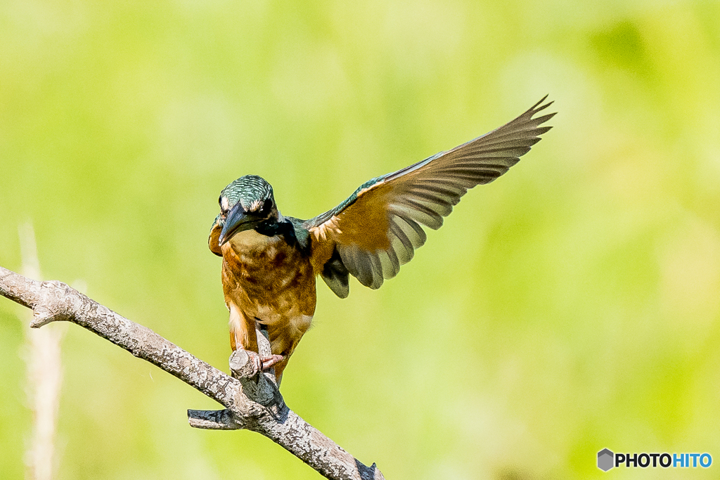 いつもの公園「バランス」